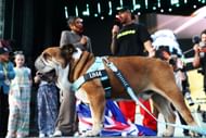 Lewis Hamilton with Roscoe at the F1 Grand Prix of Great Britain - Source: Getty